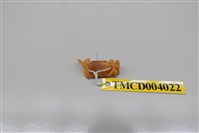 藏品(整潔圓方蟹)的圖片